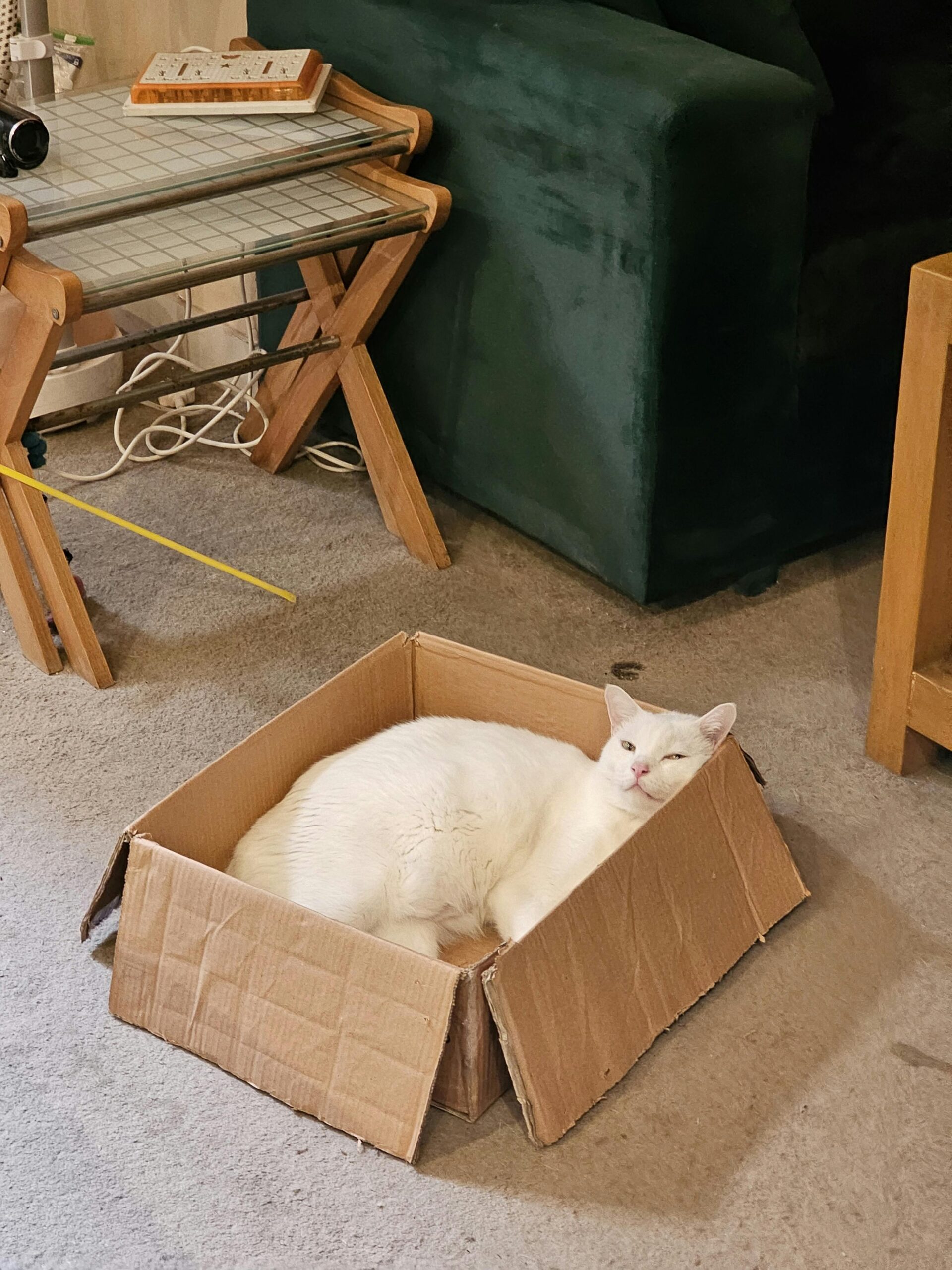 Weird Cat Habits Explained: Why Do Cats Love Boxes?