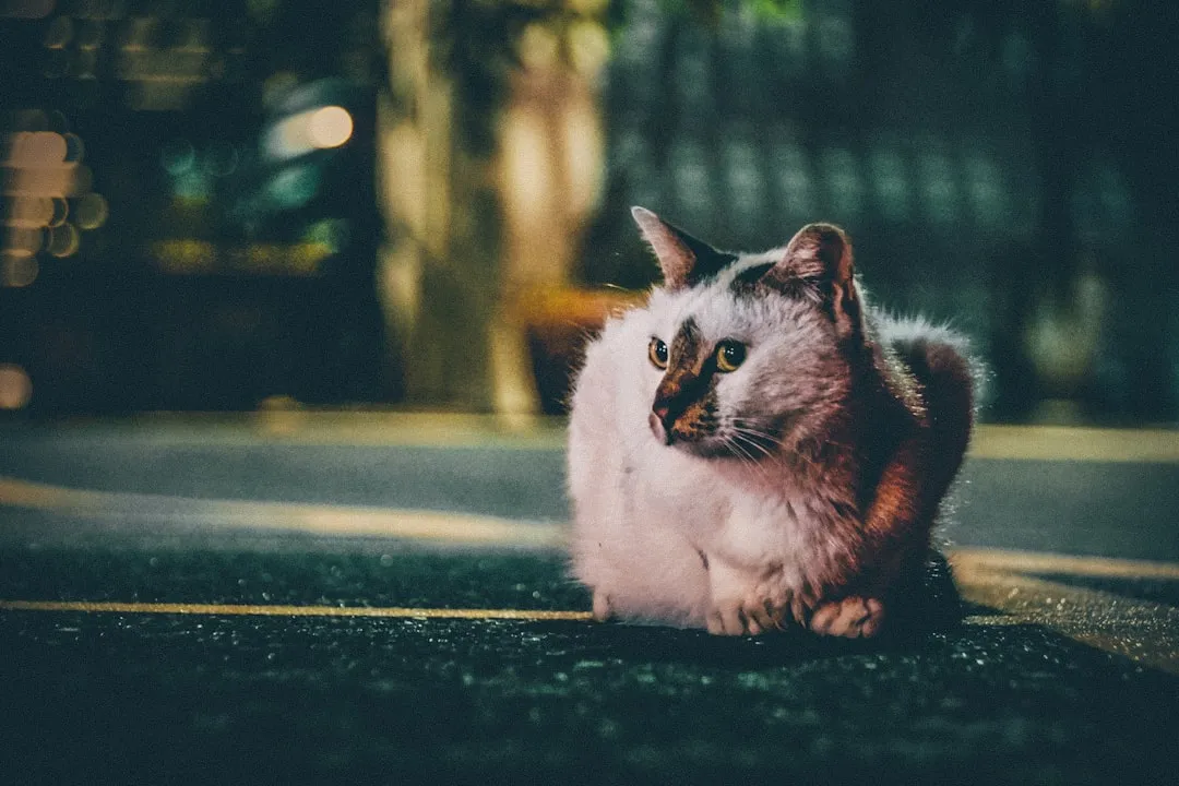 The Joys and Benefits of Adopting a Senior Cat